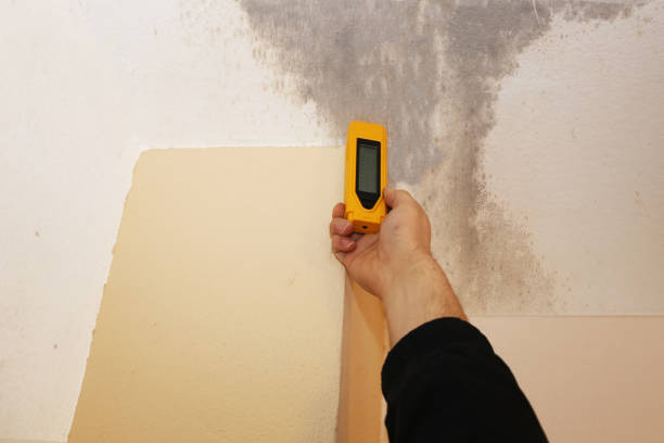 Best Environmental Consulting for Mold Prevention  in Warroad, MN