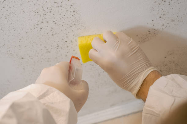 Best Environmental Consulting for Mold Prevention  in Warroad, MN